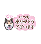 柴犬慎ちゃん いつも一緒♪小さな敬語編（個別スタンプ：1）