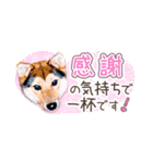 柴犬慎ちゃん いつも一緒♪小さな敬語編（個別スタンプ：2）