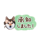 柴犬慎ちゃん いつも一緒♪小さな敬語編（個別スタンプ：5）