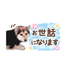 柴犬慎ちゃん いつも一緒♪小さな敬語編（個別スタンプ：8）