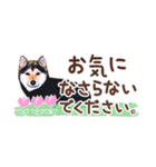 柴犬慎ちゃん いつも一緒♪小さな敬語編（個別スタンプ：10）