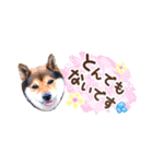 柴犬慎ちゃん いつも一緒♪小さな敬語編（個別スタンプ：11）