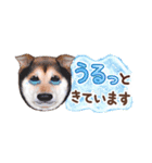 柴犬慎ちゃん いつも一緒♪小さな敬語編（個別スタンプ：14）