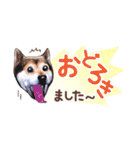 柴犬慎ちゃん いつも一緒♪小さな敬語編（個別スタンプ：15）