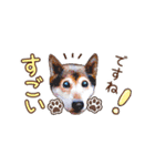 柴犬慎ちゃん いつも一緒♪小さな敬語編（個別スタンプ：16）