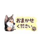 柴犬慎ちゃん いつも一緒♪小さな敬語編（個別スタンプ：23）