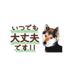 柴犬慎ちゃん いつも一緒♪小さな敬語編（個別スタンプ：28）