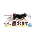 柴犬慎ちゃん いつも一緒♪小さな敬語編（個別スタンプ：30）