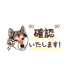 柴犬慎ちゃん いつも一緒♪小さな敬語編（個別スタンプ：33）