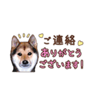 柴犬慎ちゃん いつも一緒♪小さな敬語編（個別スタンプ：35）