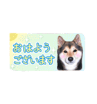 柴犬慎ちゃん いつも一緒♪小さな敬語編（個別スタンプ：37）