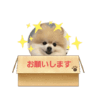 ポメポメスタンプ4（個別スタンプ：3）
