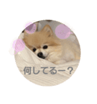 ポメポメスタンプ4（個別スタンプ：10）