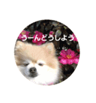 ポメポメスタンプ4（個別スタンプ：14）