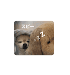 ポメポメスタンプ4（個別スタンプ：15）