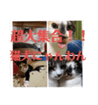 超大集合！！猫犬にゃんわん（個別スタンプ：32）