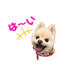 ポメポメみるく 日常『あいづち』（個別スタンプ：1）