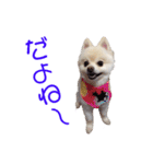 ポメポメみるく 日常『あいづち』（個別スタンプ：5）