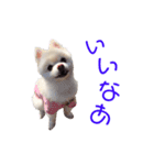ポメポメみるく 日常『あいづち』（個別スタンプ：7）