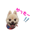 ポメポメみるく 日常『あいづち』（個別スタンプ：8）