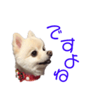 ポメポメみるく 日常『あいづち』（個別スタンプ：10）