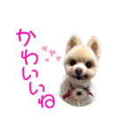 ポメポメみるく 日常『あいづち』（個別スタンプ：11）
