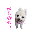 ポメポメみるく 日常『あいづち』（個別スタンプ：14）