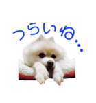 ポメポメみるく 日常『あいづち』（個別スタンプ：15）