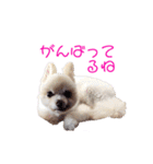 ポメポメみるく 日常『あいづち』（個別スタンプ：16）