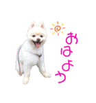 ポメポメみるく 日常『あいづち』（個別スタンプ：17）