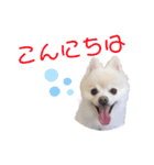 ポメポメみるく 日常『あいづち』（個別スタンプ：18）