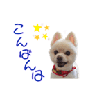 ポメポメみるく 日常『あいづち』（個別スタンプ：19）