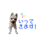 ポメポメみるく 日常『あいづち』（個別スタンプ：21）