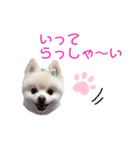 ポメポメみるく 日常『あいづち』（個別スタンプ：23）