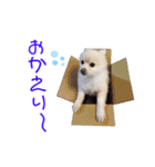 ポメポメみるく 日常『あいづち』（個別スタンプ：24）