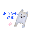 ポメポメみるく 日常『あいづち』（個別スタンプ：26）