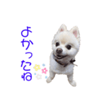 ポメポメみるく 日常『あいづち』（個別スタンプ：29）