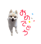 ポメポメみるく 日常『あいづち』（個別スタンプ：30）