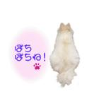 ポメポメみるく 日常『あいづち』（個別スタンプ：31）