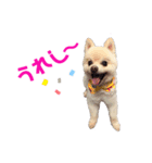 ポメポメみるく 日常『あいづち』（個別スタンプ：32）