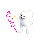 ポメポメみるく 日常『あいづち』（個別スタンプ：33）