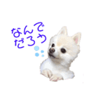 ポメポメみるく 日常『あいづち』（個別スタンプ：34）