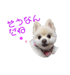 ポメポメみるく 日常『あいづち』（個別スタンプ：35）