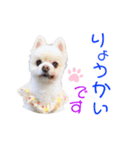 ポメポメみるく 日常『あいづち』（個別スタンプ：36）