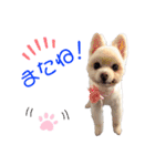 ポメポメみるく 日常『あいづち』（個別スタンプ：39）
