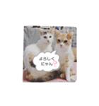 アーユルキャット7（個別スタンプ：2）