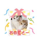 アーユルキャット7（個別スタンプ：3）