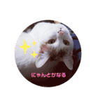 アーユルキャット7（個別スタンプ：4）