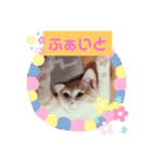 アーユルキャット7（個別スタンプ：5）