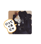 アーユルキャット7（個別スタンプ：6）
